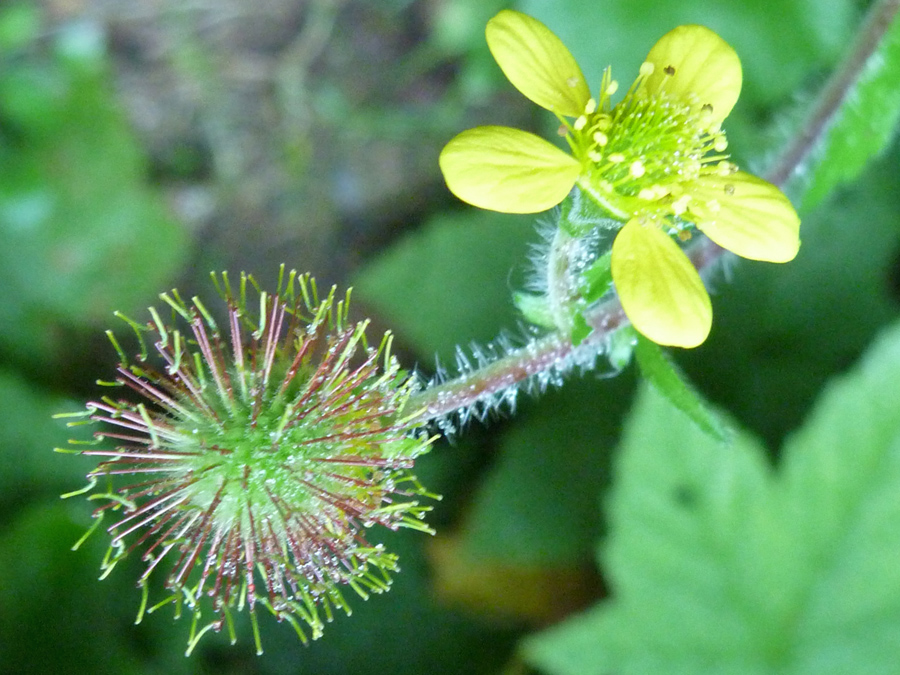 Flower and seeds