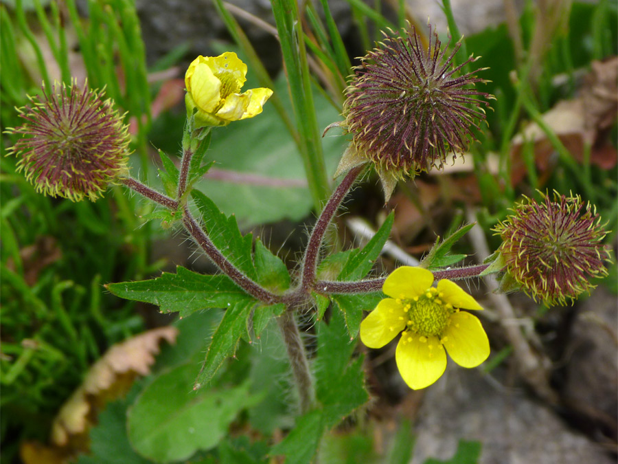 Flowers and seed balls