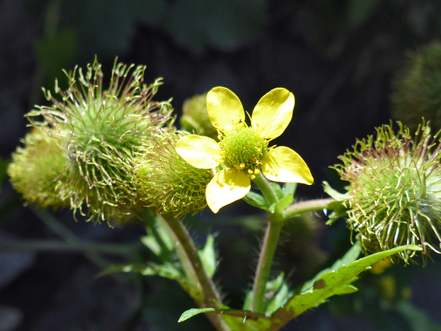 Spherical seed clusters