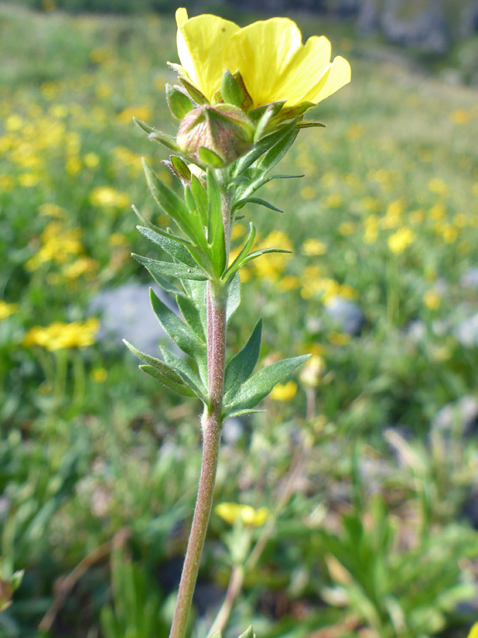 Upper stem leaves