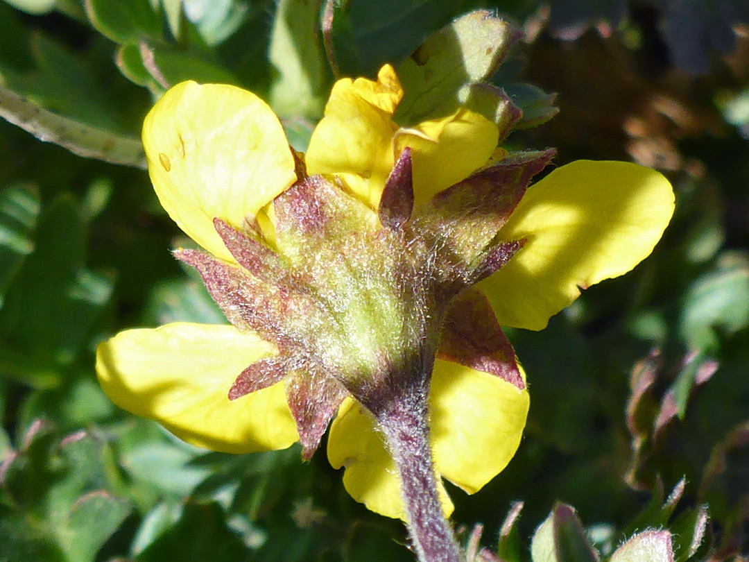 Hairy stem and sepals