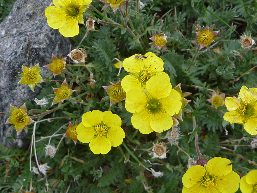 Group of flowers