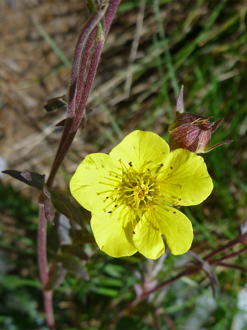 Geum rossii