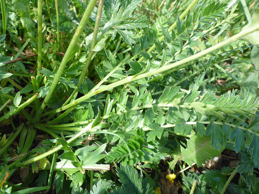 Basal leaves