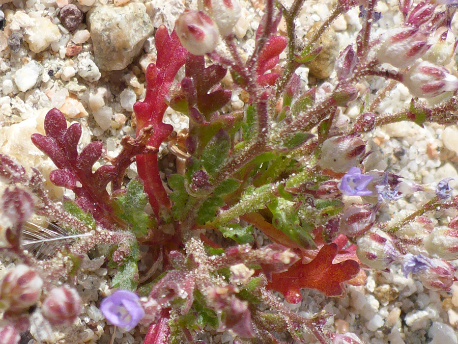 Succulent-like leaves