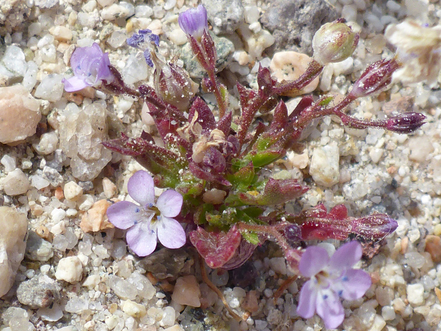 Short stems