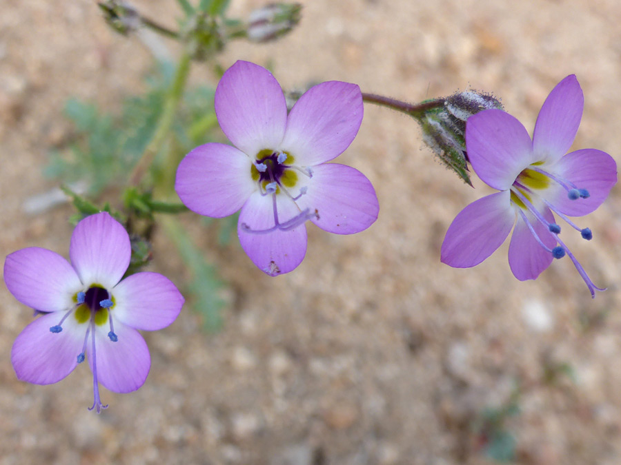 Three flowers