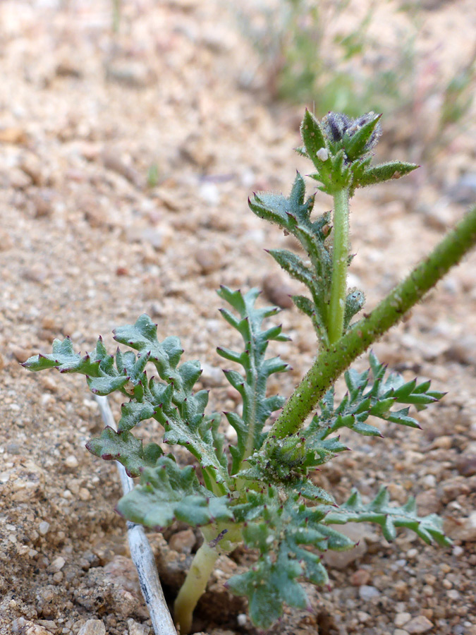 Lobed leaves