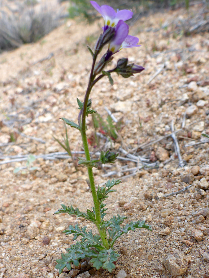 Flowering stem