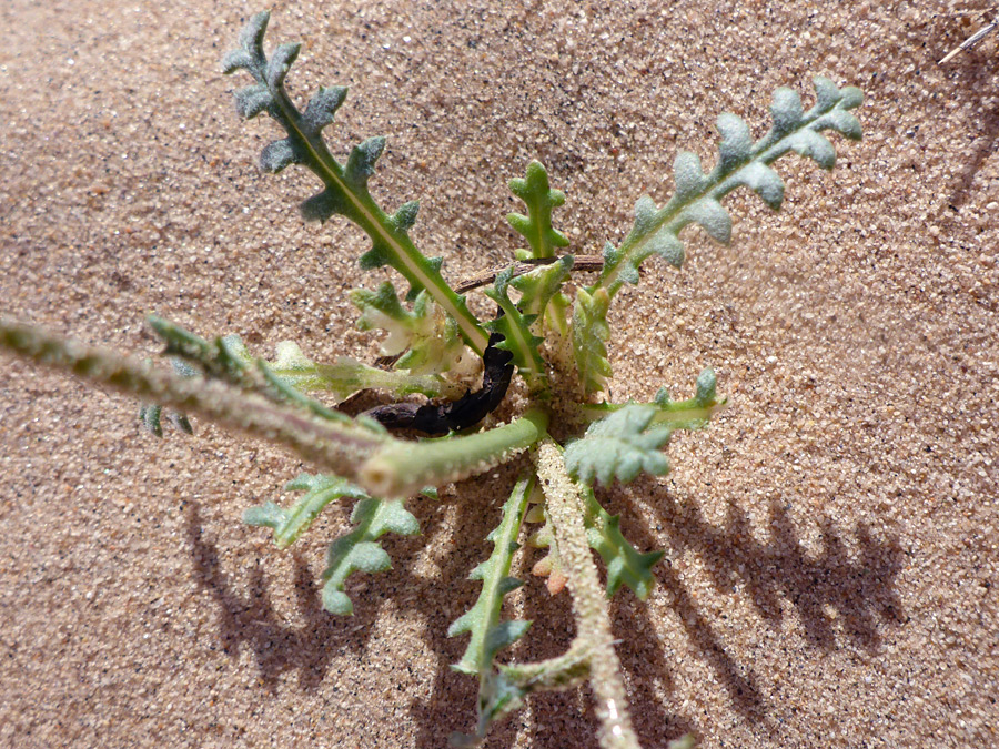 Basal leaves