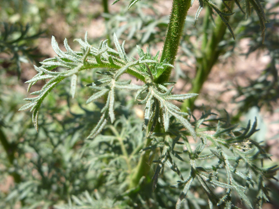 Lobed leaves