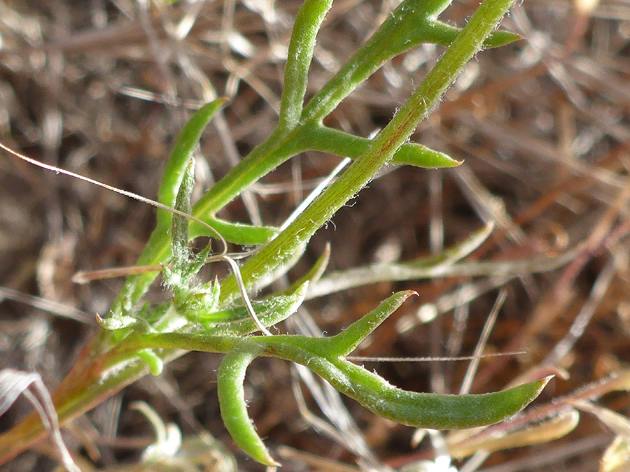 Hairy leaflets