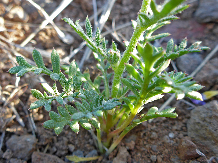 Compound leaves