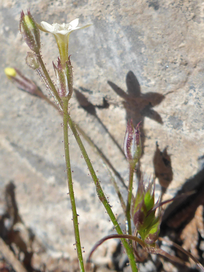 Glandular stems