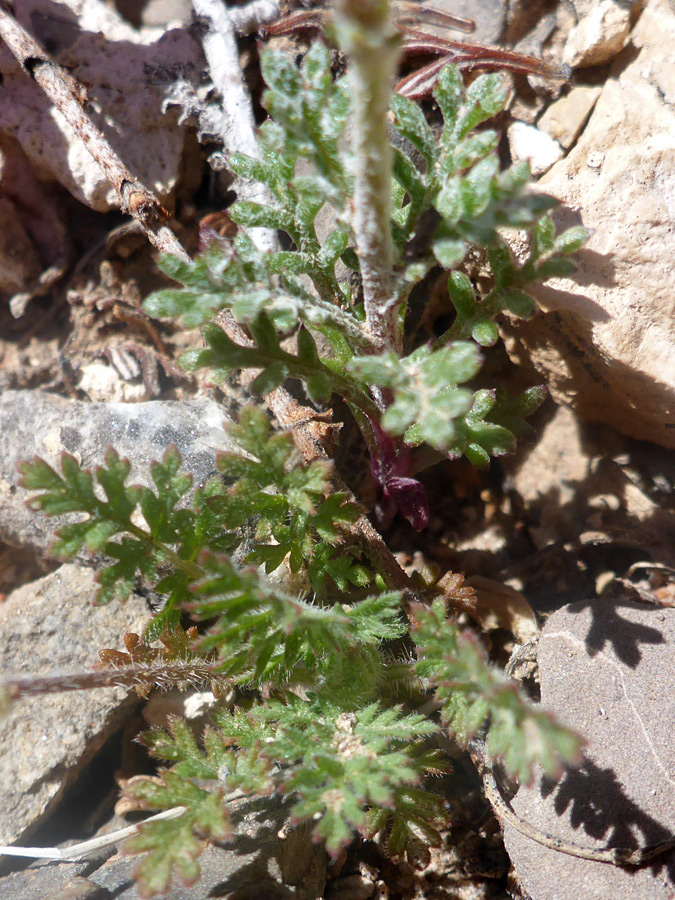 Basal leaves