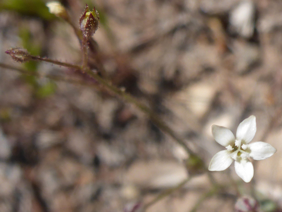 White flower