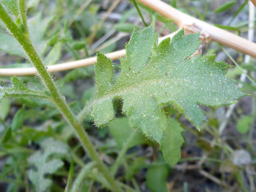 Lobed leaf