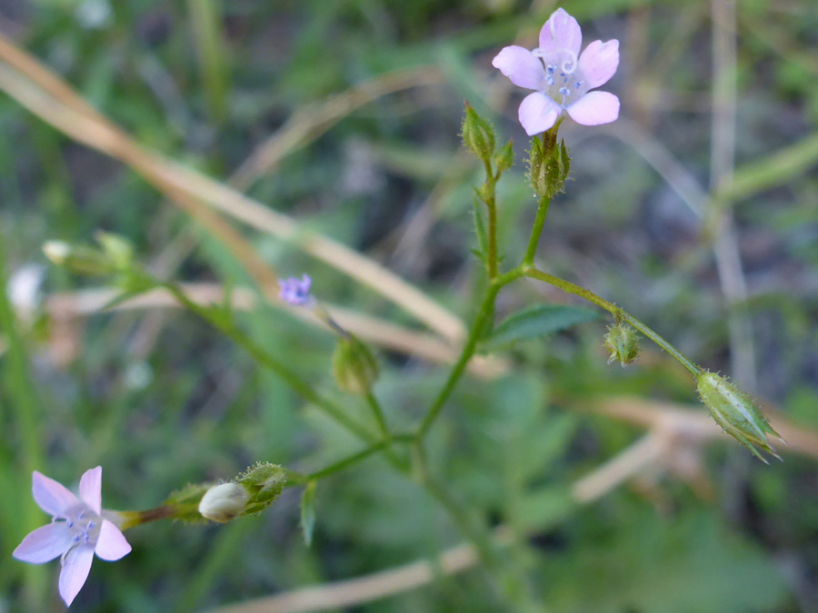 Slender stems