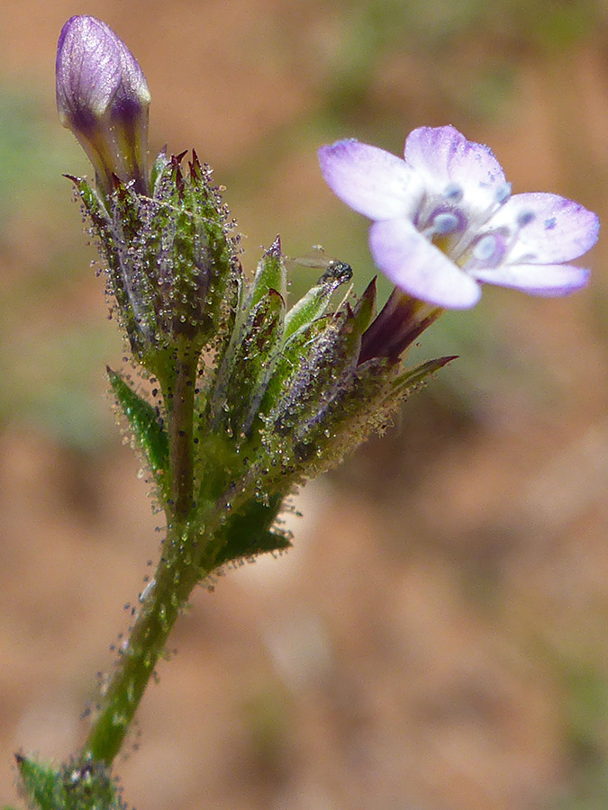 Flowers and buds