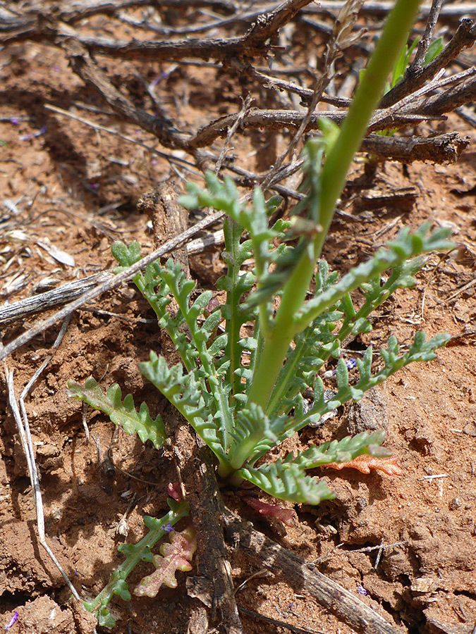 Compound basal leaves