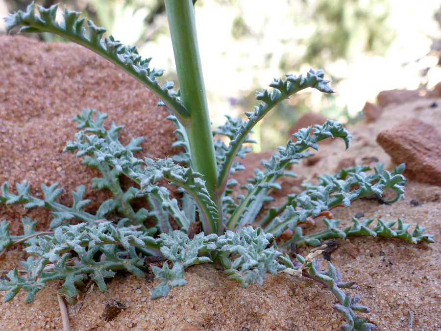 Lobed leaves