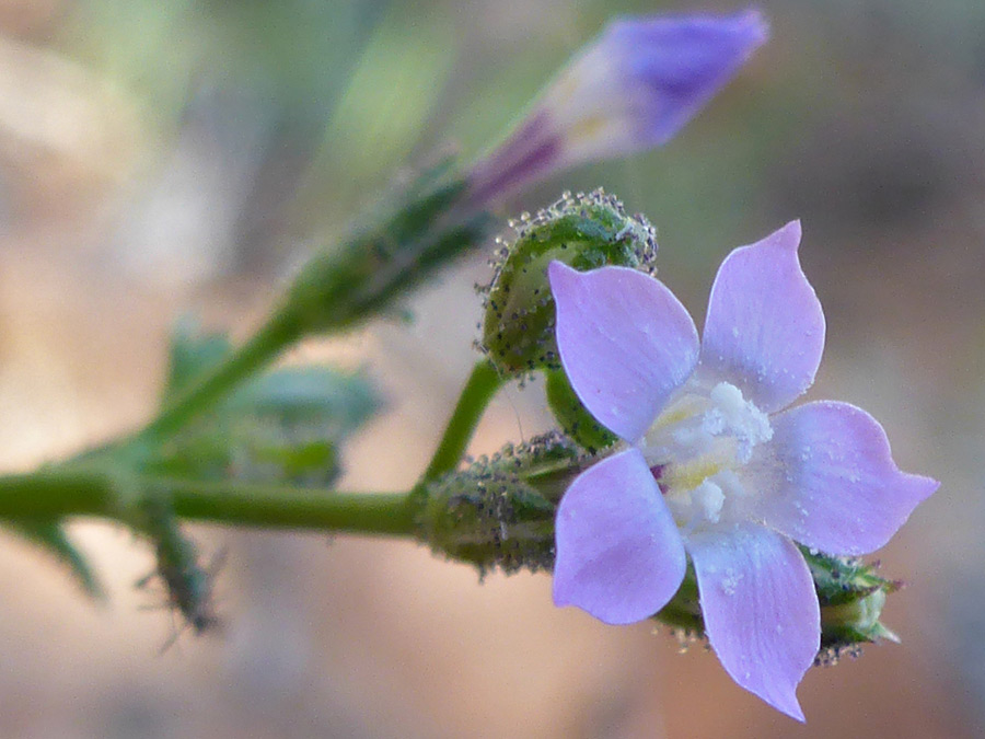 Pale purple petals