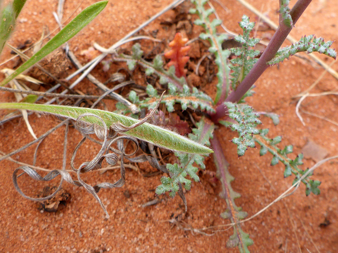 Basal leaves