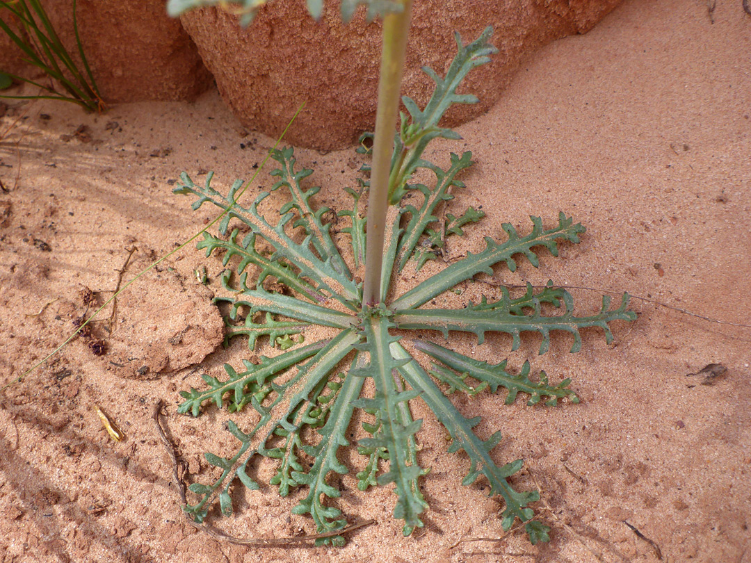 Leaf rosette