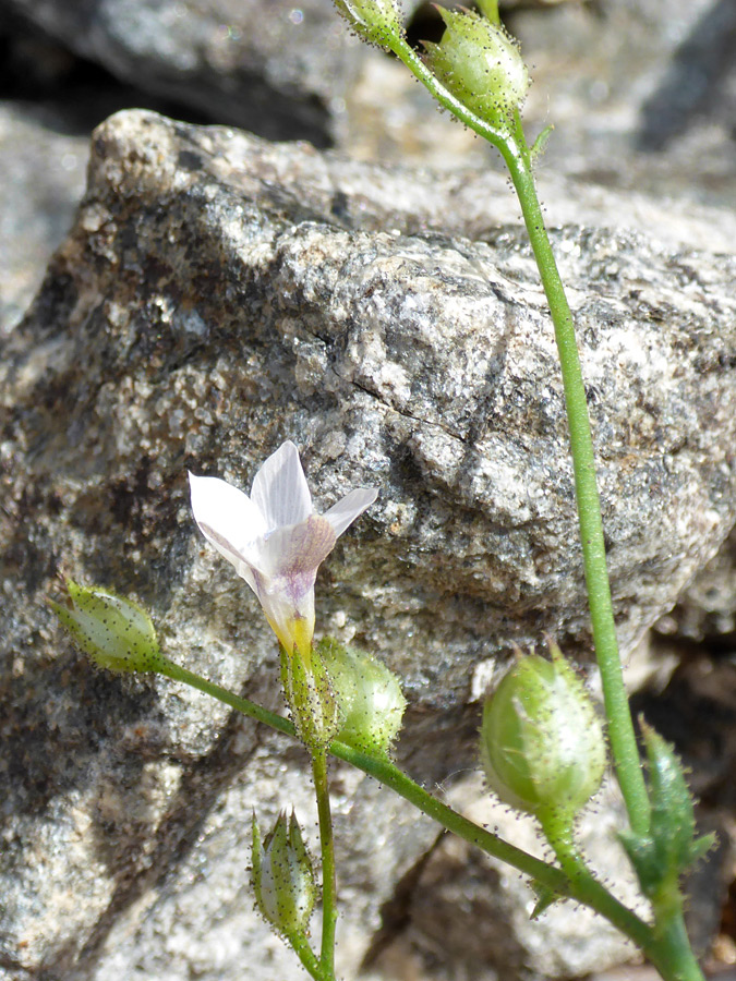 Flower and fruit