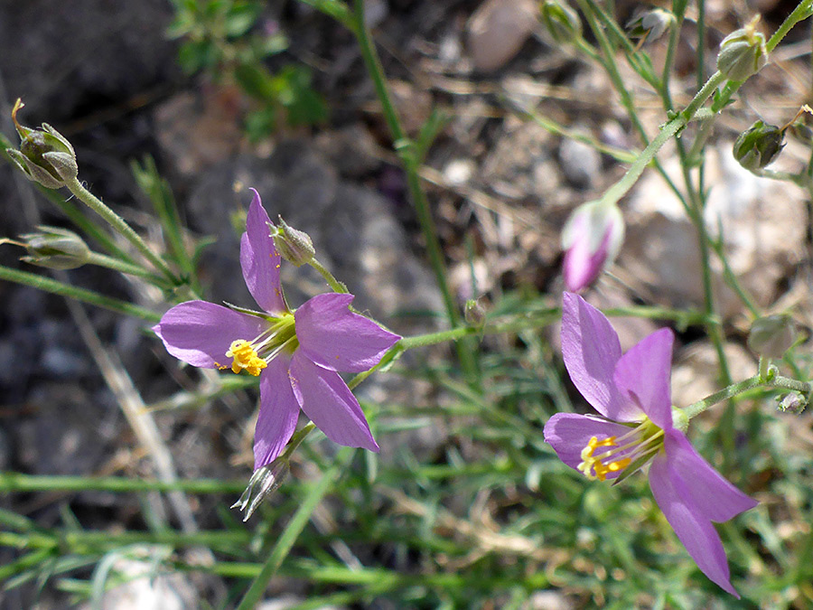 Two pink flowers