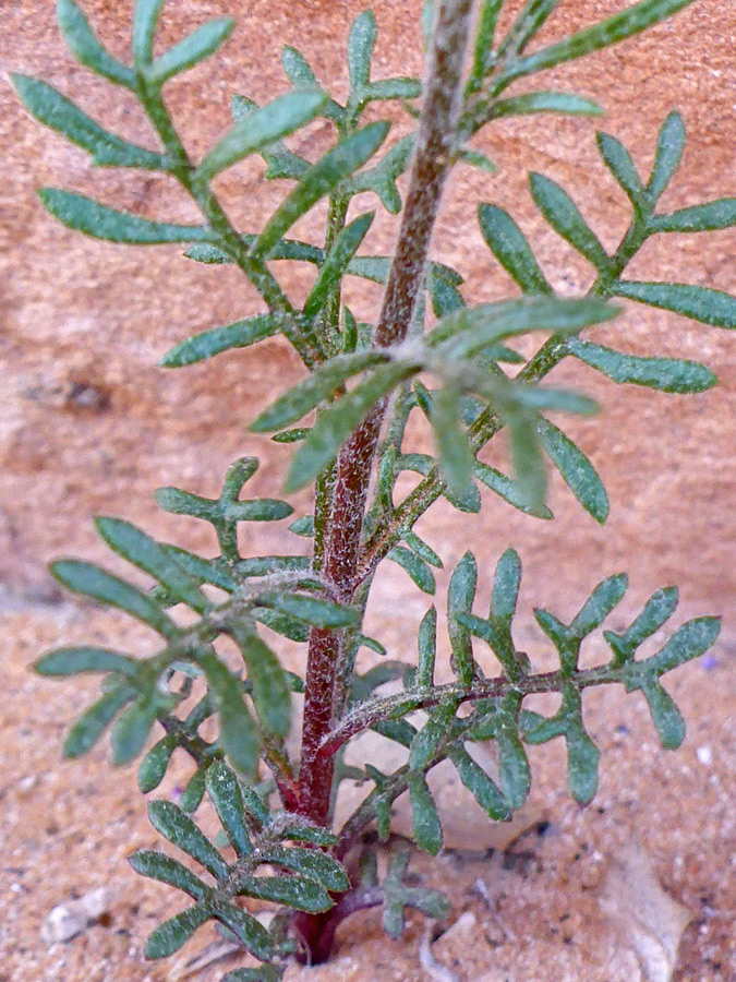 Lobed leaves