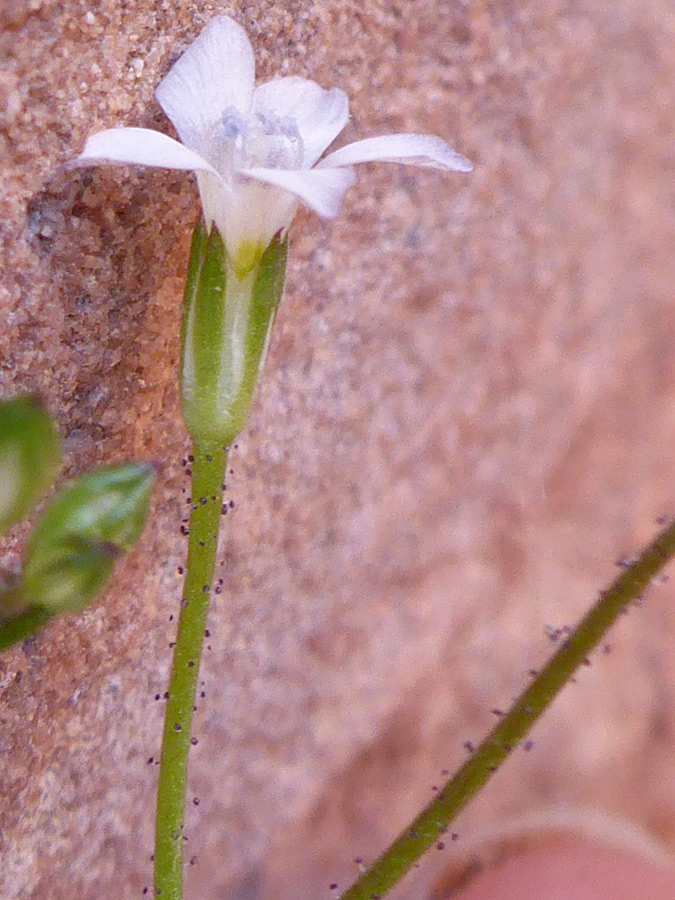 Calyx and corolla