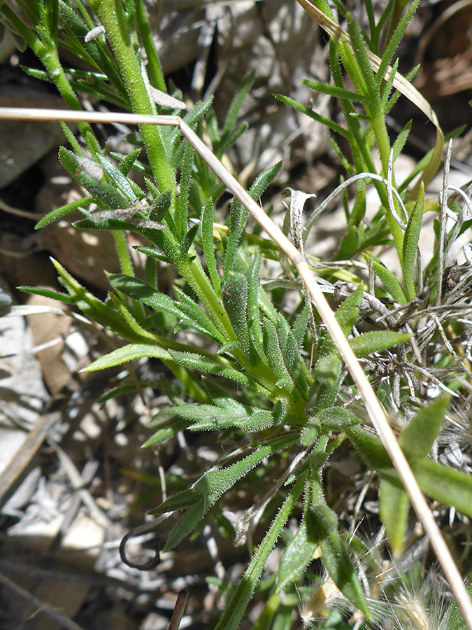 Narrow stem leaves