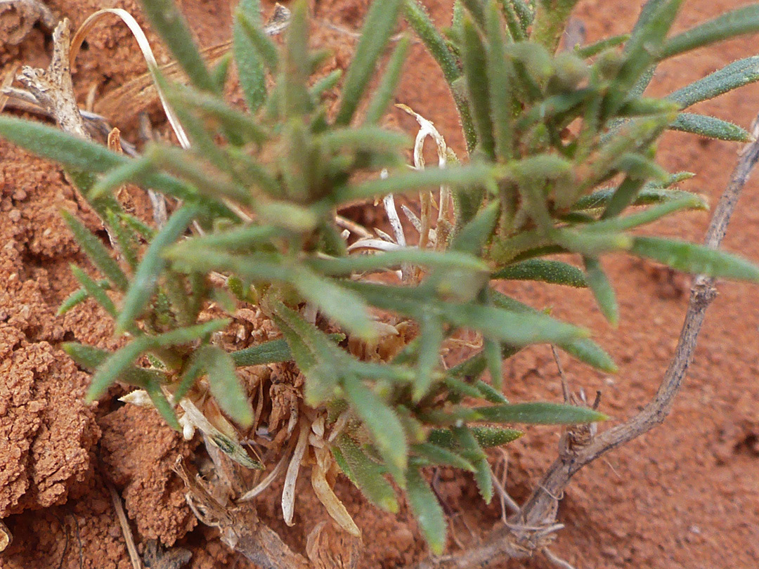 Glandular leaves