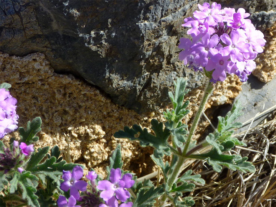 Purple flowers and furry green leaves