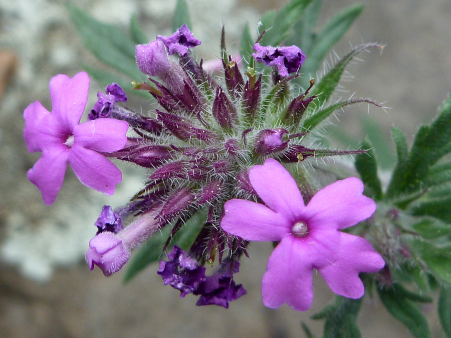 Flowers, buds and bracts