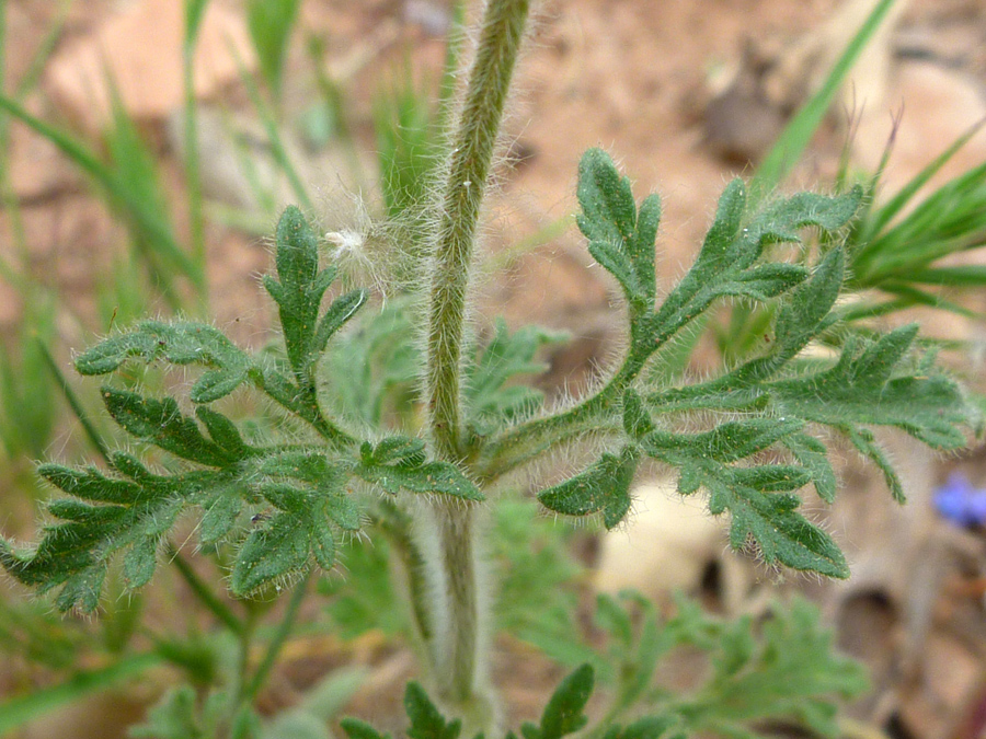 Pinnate leaves