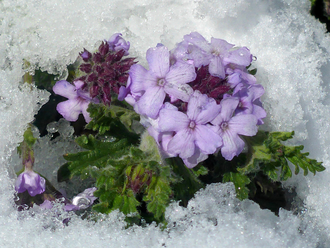 Pale purple flowers