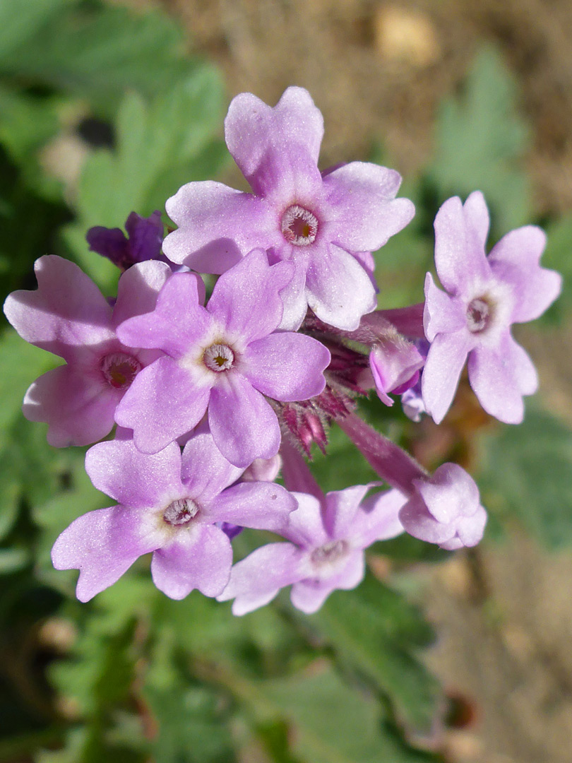 Flower cluster