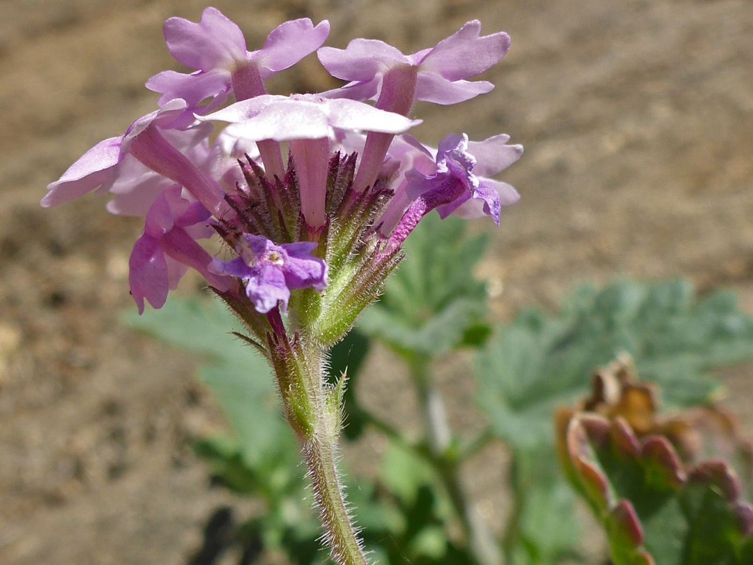 Calyces and corollas