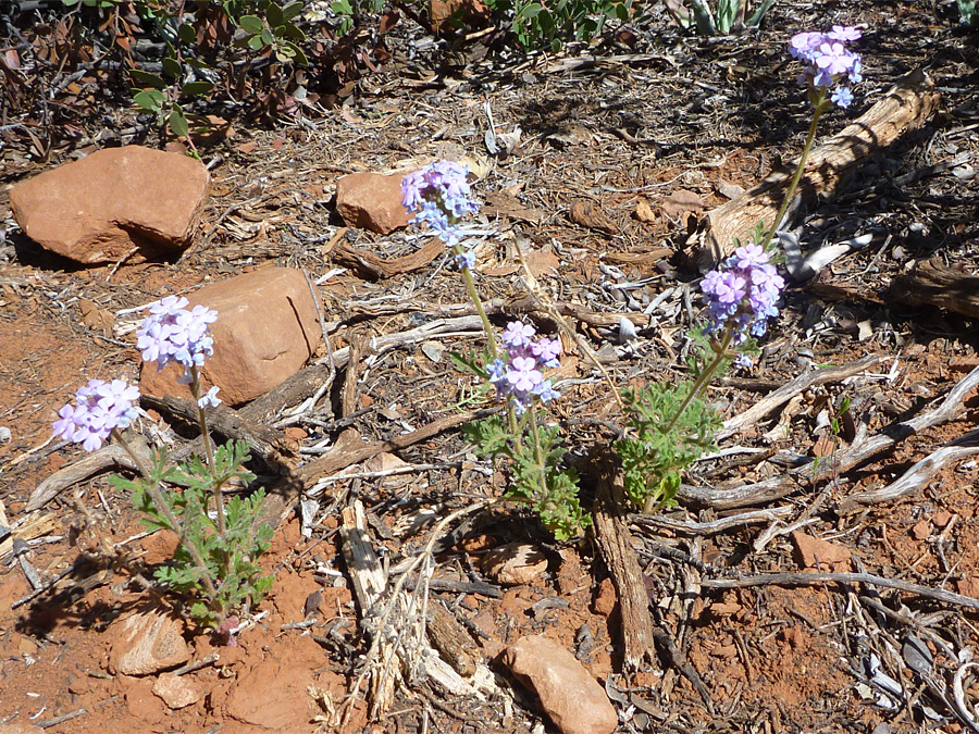 Two plants