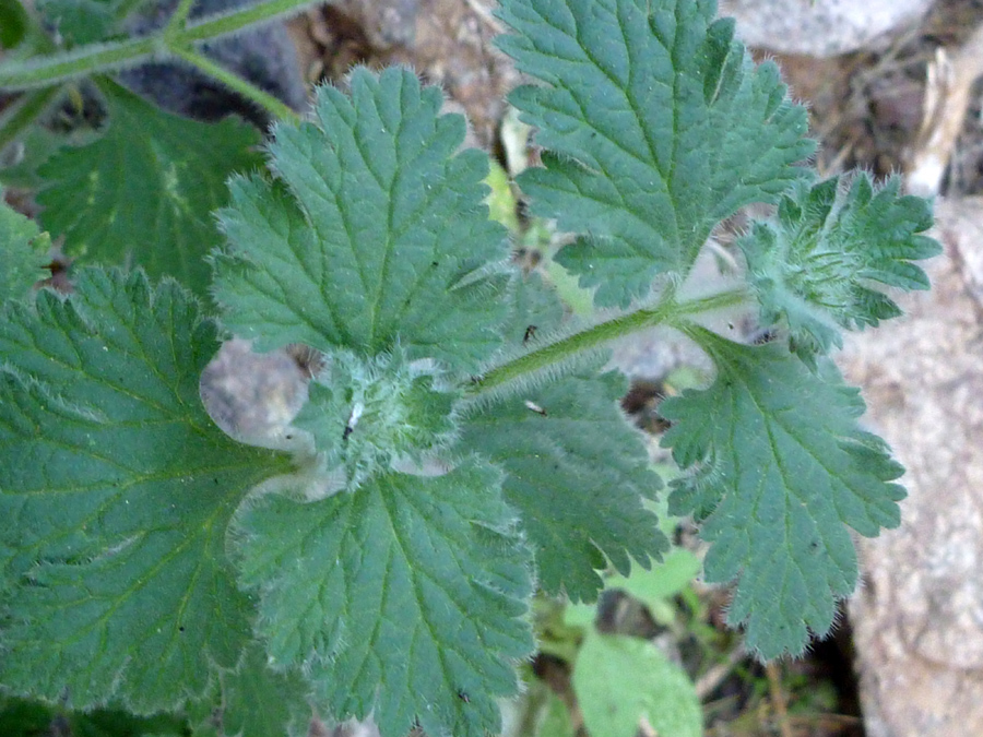 Hairy leaves