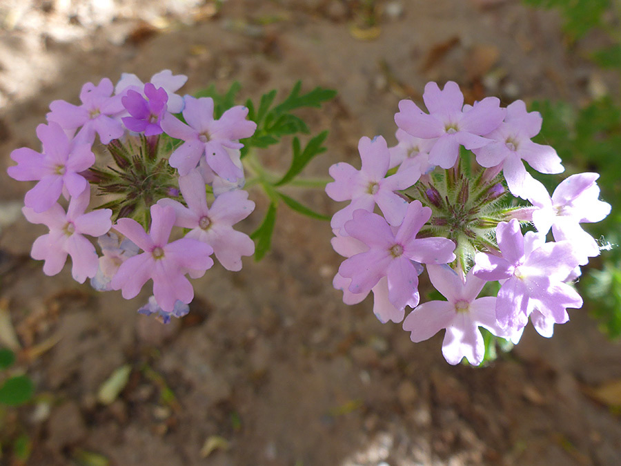 Two flower clusters