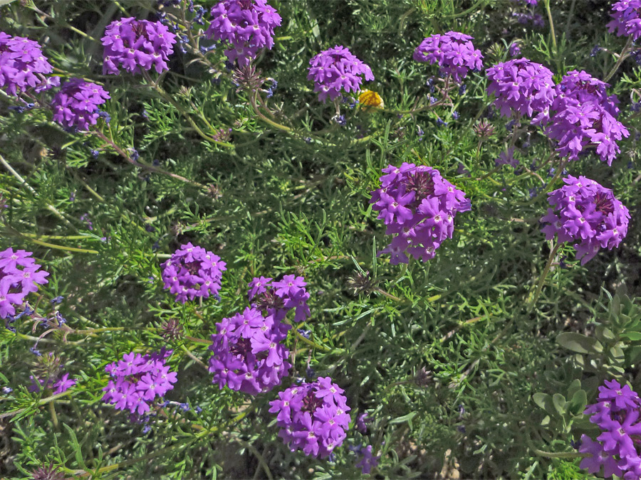 Purple flower clusters