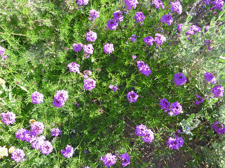 Purple flowers