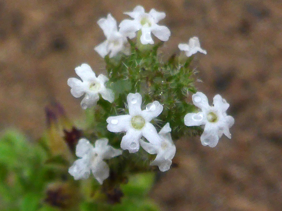 White flowers