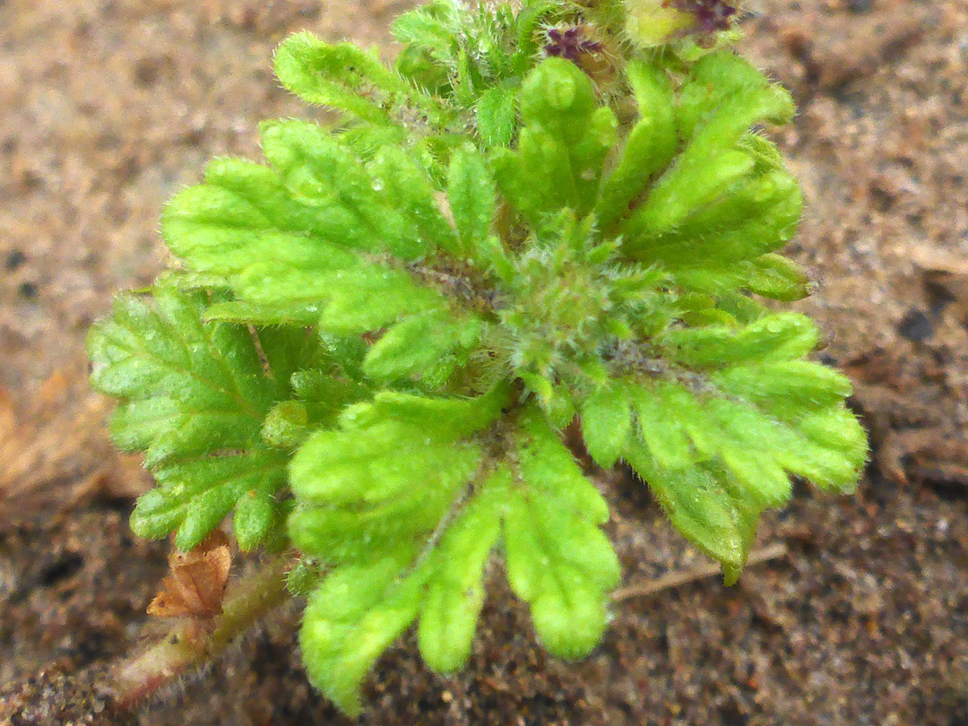 Lobed leaves