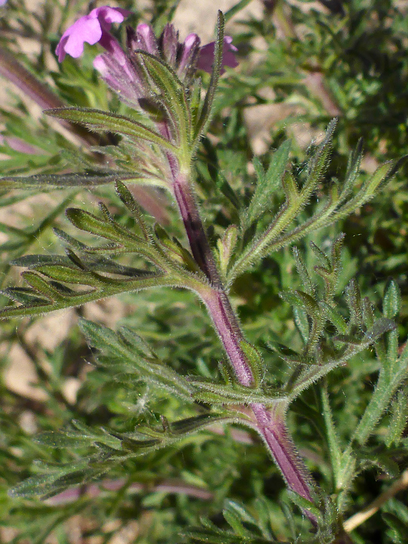 Purplish stem