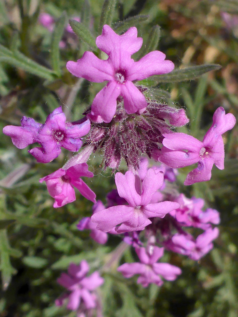 Cluster of flowers
