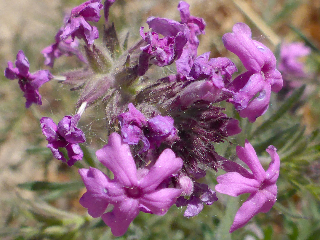 Purple corollas and calyces